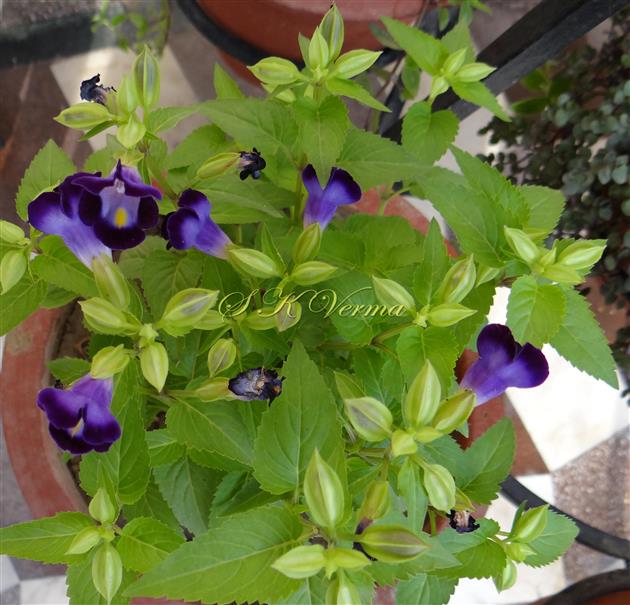 Plant bearing inflorescences
